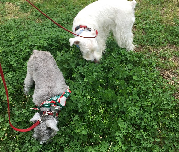 Lucy and Annabelle sniffing clover