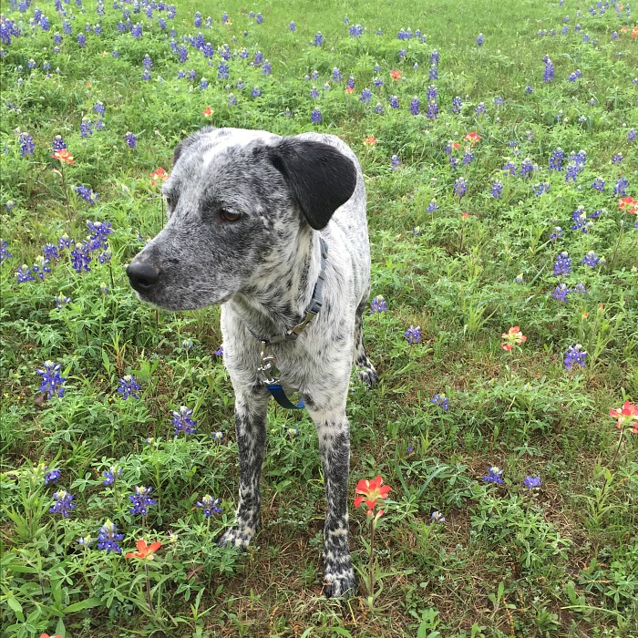 Blue poses in the bluebonnets