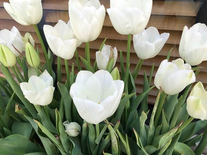 Capital Hotel - perfect white tulips