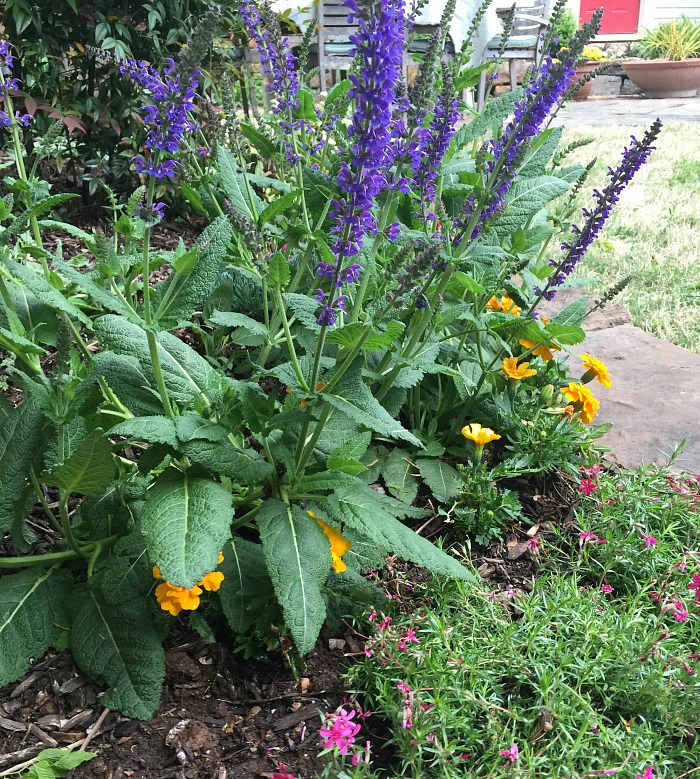 Salvia in the garden