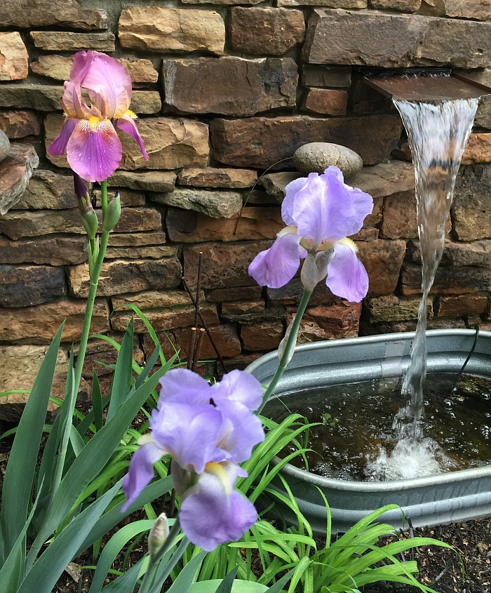 Irises in my yard