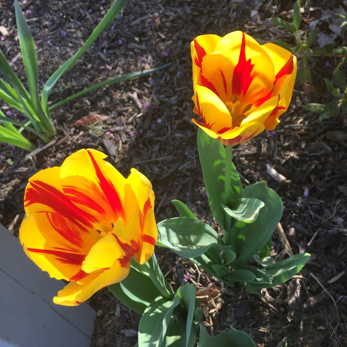 Tulips at my Little Free Library