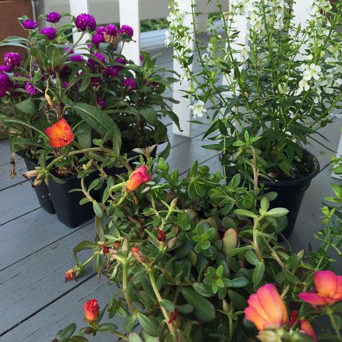 spiff up your flower pots with summertime fillers