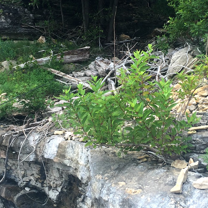 plant growing from rock