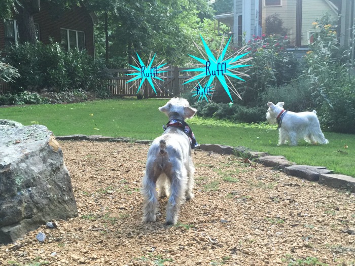 extreme barking. an Olympic sport at our house...
