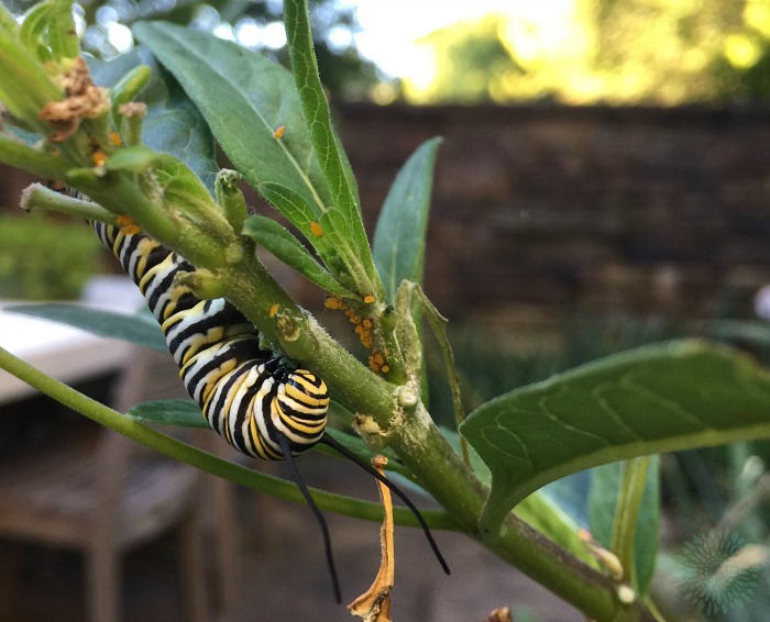 Why finding a monarch caterpillar is a GREAT thing!