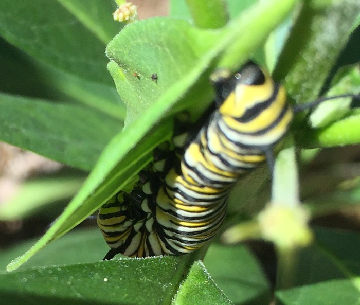 Monarch caterpillar - up close and personal!