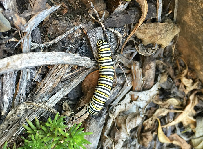 monarch caterpillar looking for a place to pupate