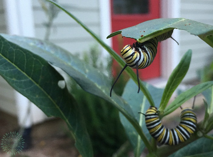 I have lots of monarch caterpillars on one host plant.
