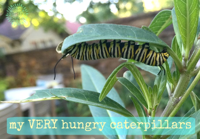Check out my VERY hungry monarch caterpillars!
