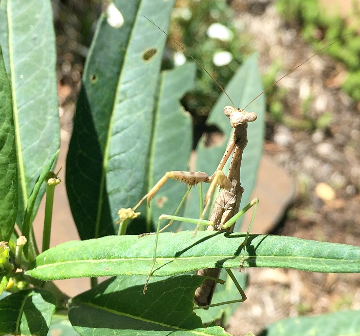 Find a praying mantis in your milkweed? Take action!