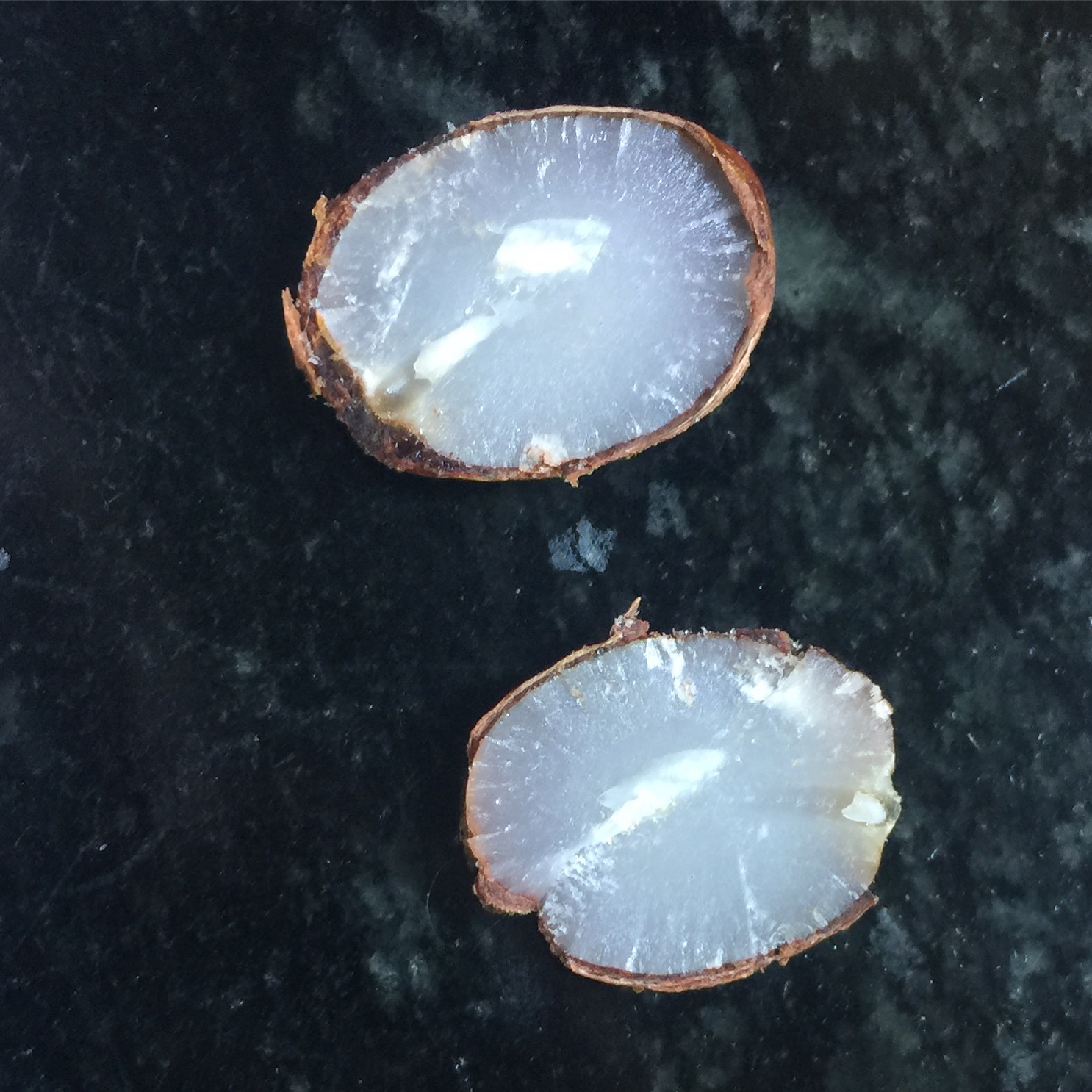 My Persimmon Seed Prediction grace grits and gardening