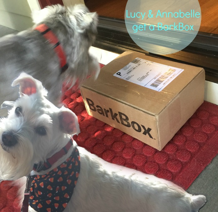 Lucy and Annabelle get a BarkBox