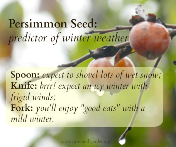 My Persimmon Seed Prediction grace grits and gardening