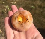 persimmon seed weather indicator