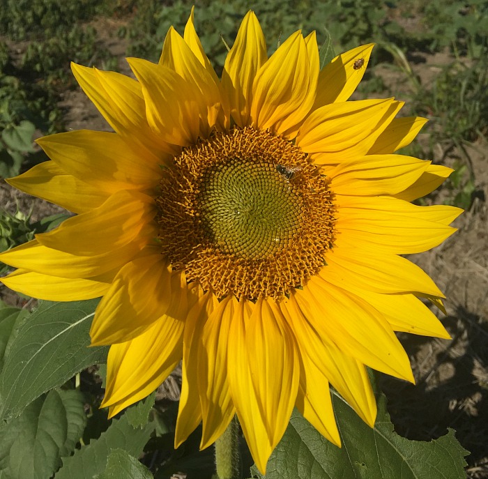 Sunflower in November!