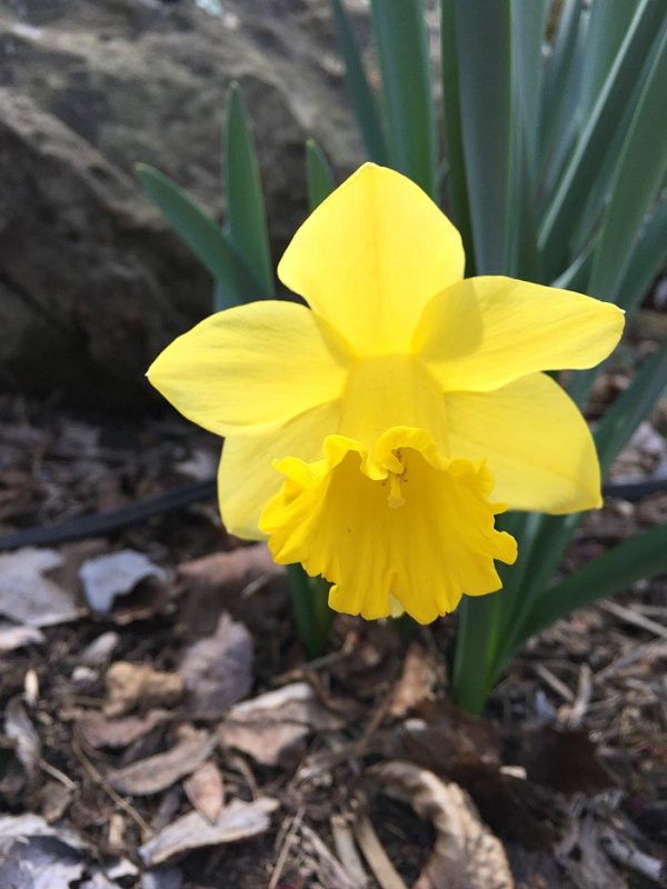 A Perfect Picking Up Sticks Sort of Day grace grits and gardening