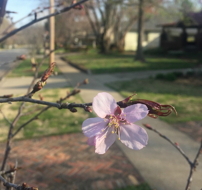 first cherry blossom