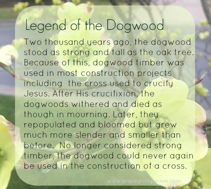 Legend of the Dogwood