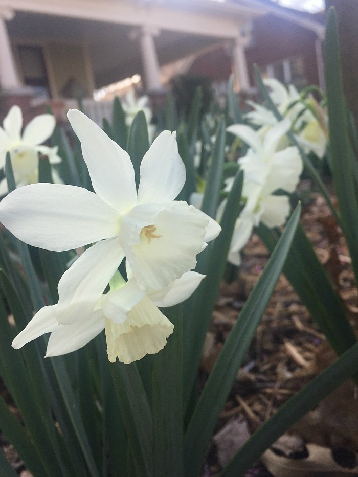Thalia Daffodil