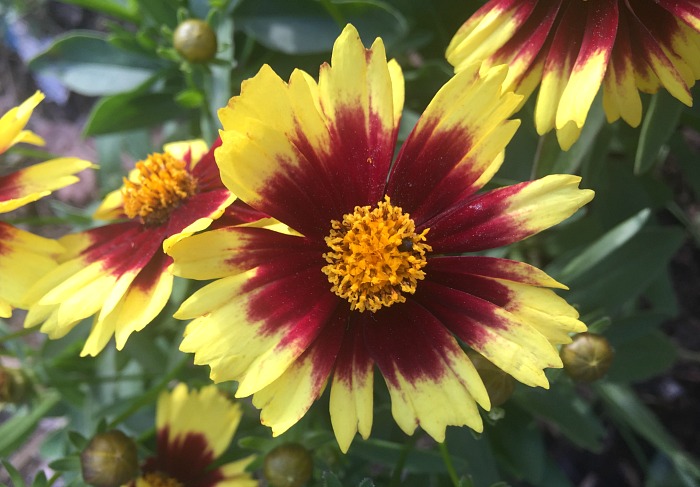A Pop of Spring Color - Monrovia Coreopsis