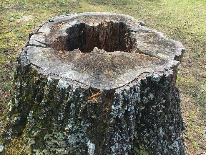 old stump, Dogbranch School