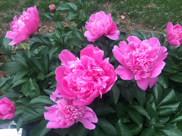 Peonies at Headquarters House