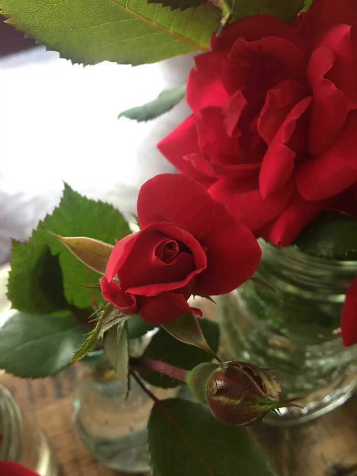 My roses