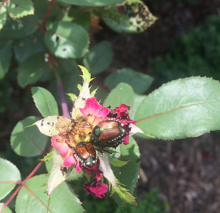 Japanese beetles eating my roses
