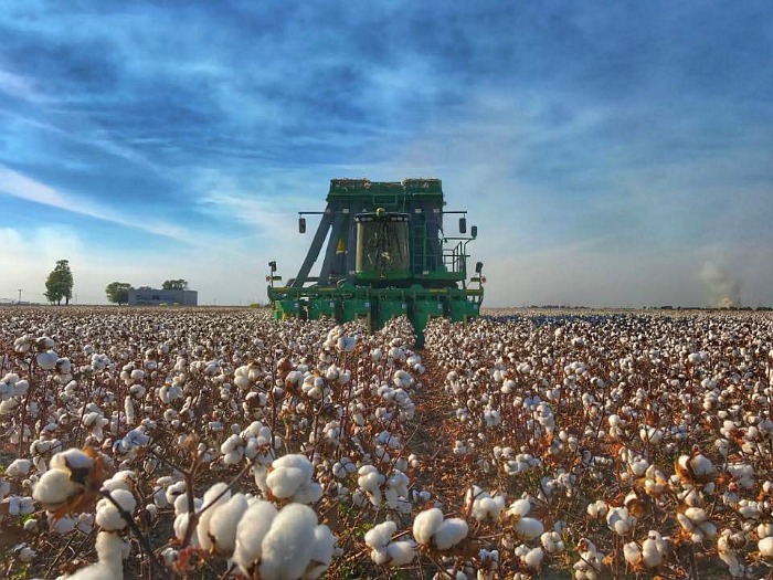 cotton harvest, miss co, arkansas