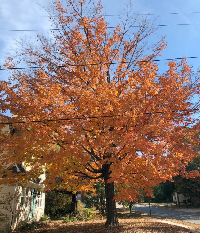 the amazing grace of autumn in Fayetteville Ar