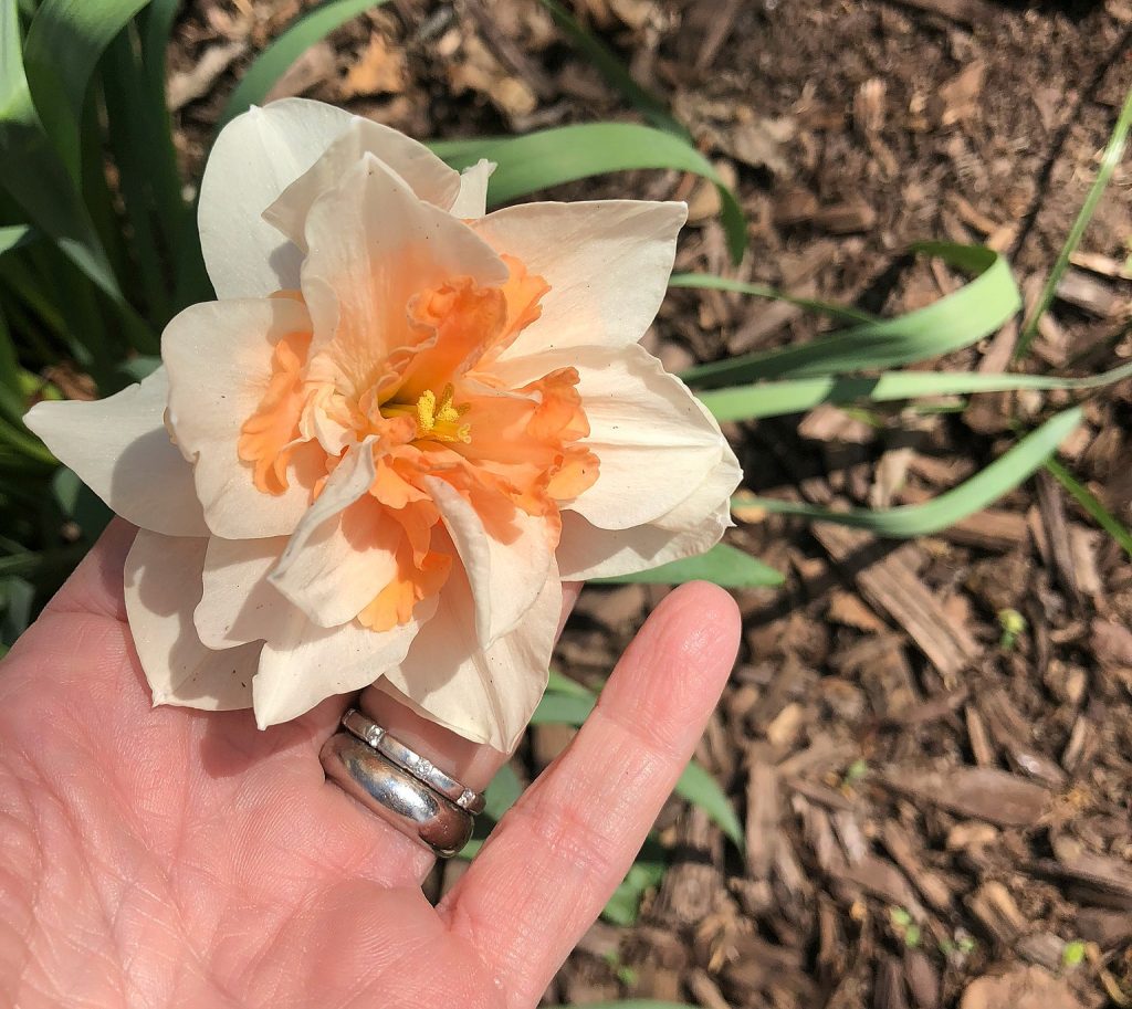Sunday Letter: Spring Break Edition / These daffodils!