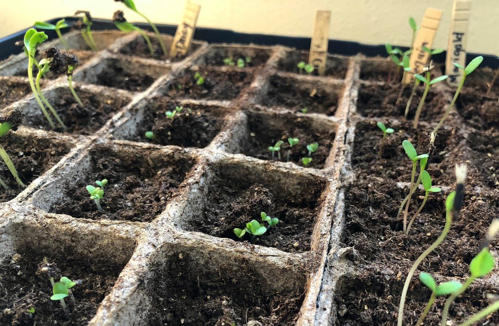 sunday letter: baby sprouts