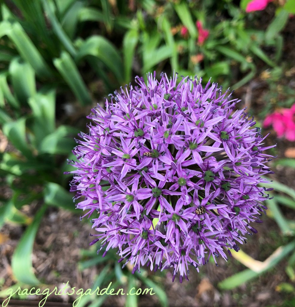 Allium - the lollipop of my garden