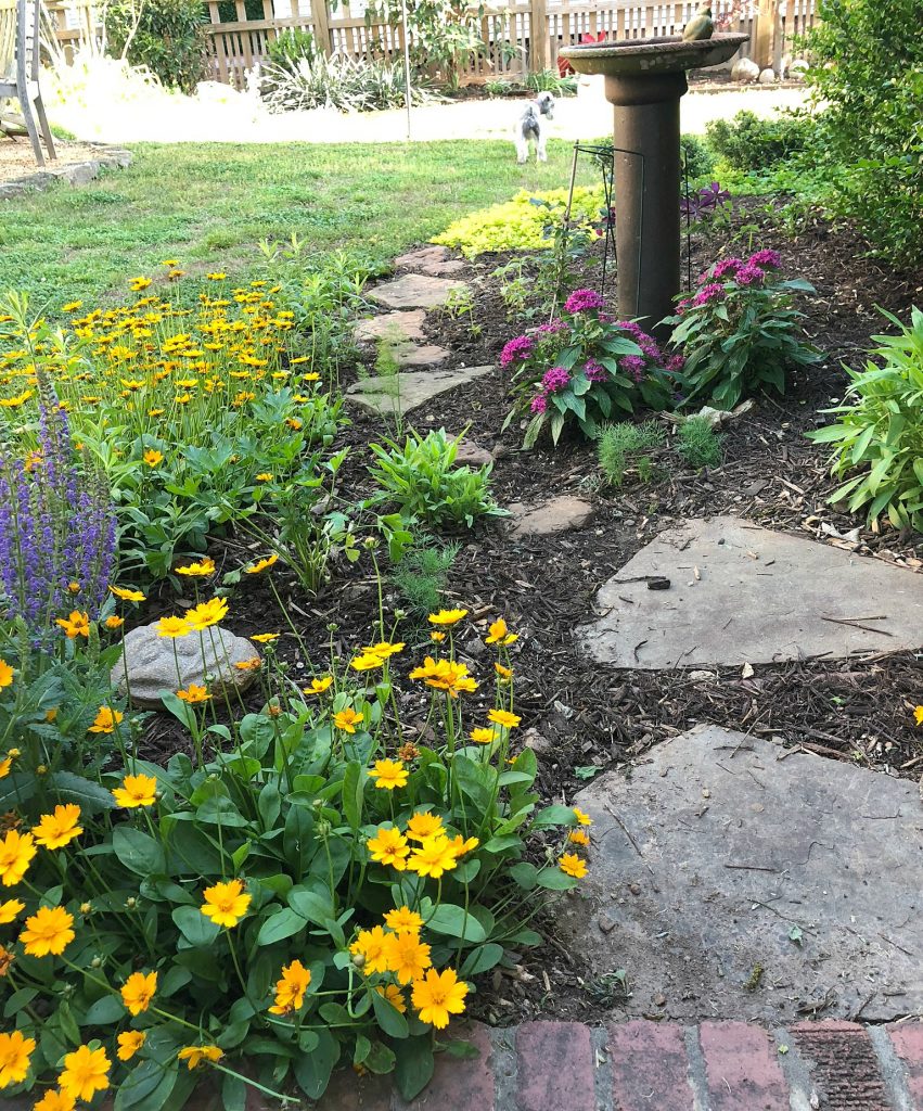 Schnauzer trail through my butterfly garden 