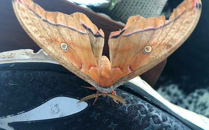 A Polyphemus Moth Came to Visit