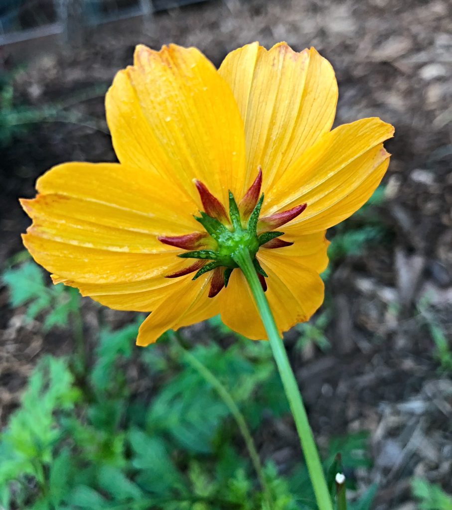 underside of a flower