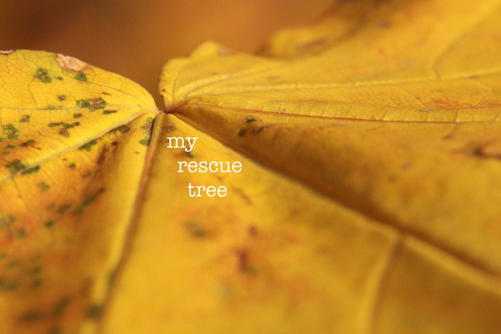 my rescue tree