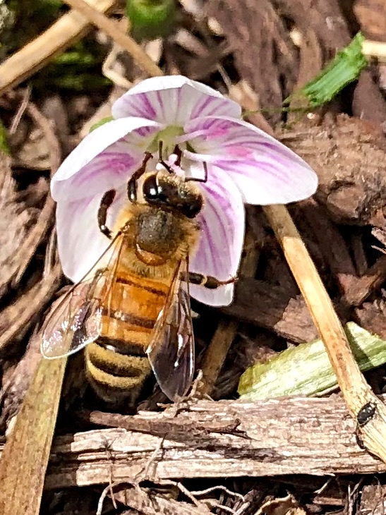 First Bee
