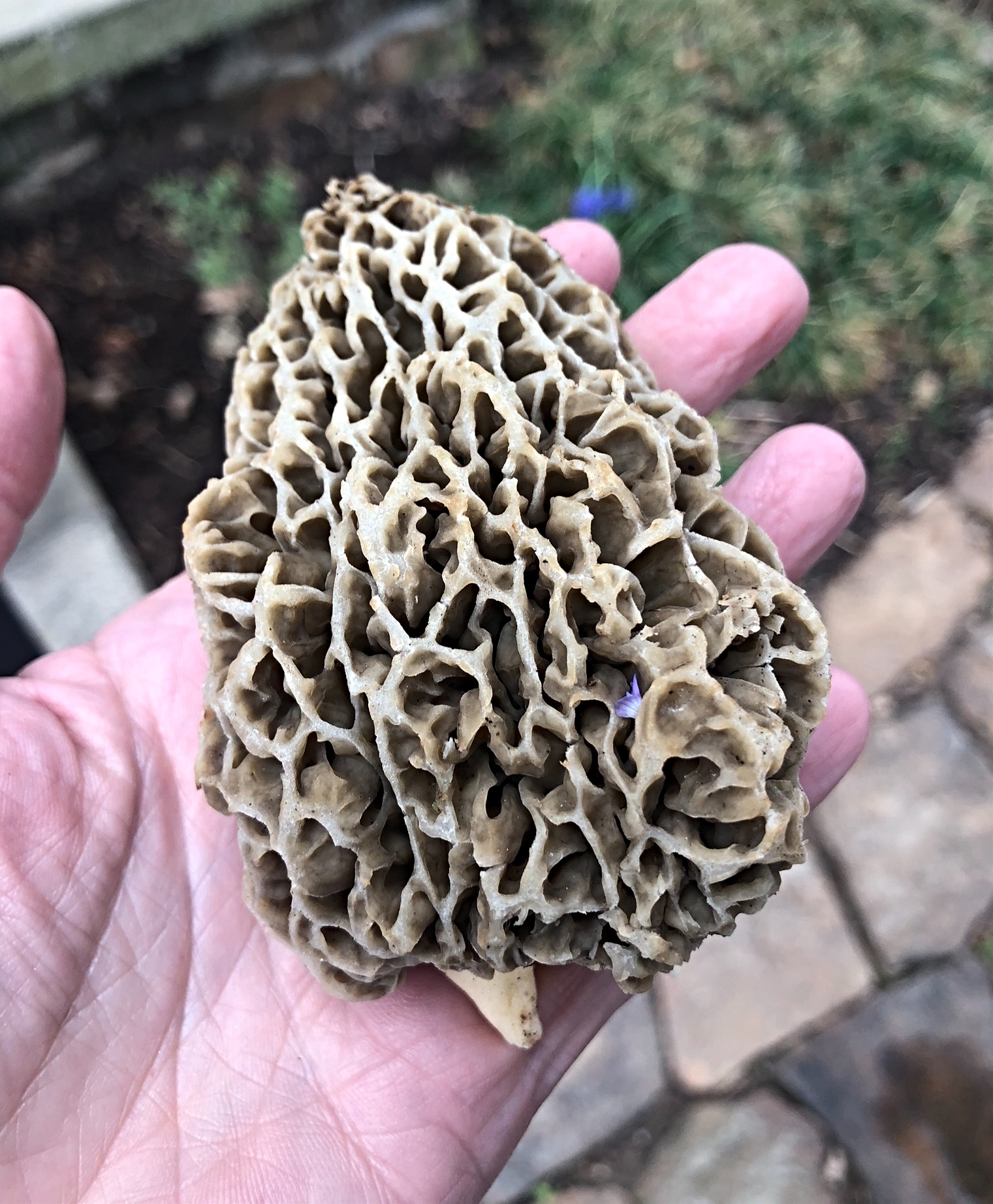 Morel Mushrooms served with Fettuccine grace grits and gardening