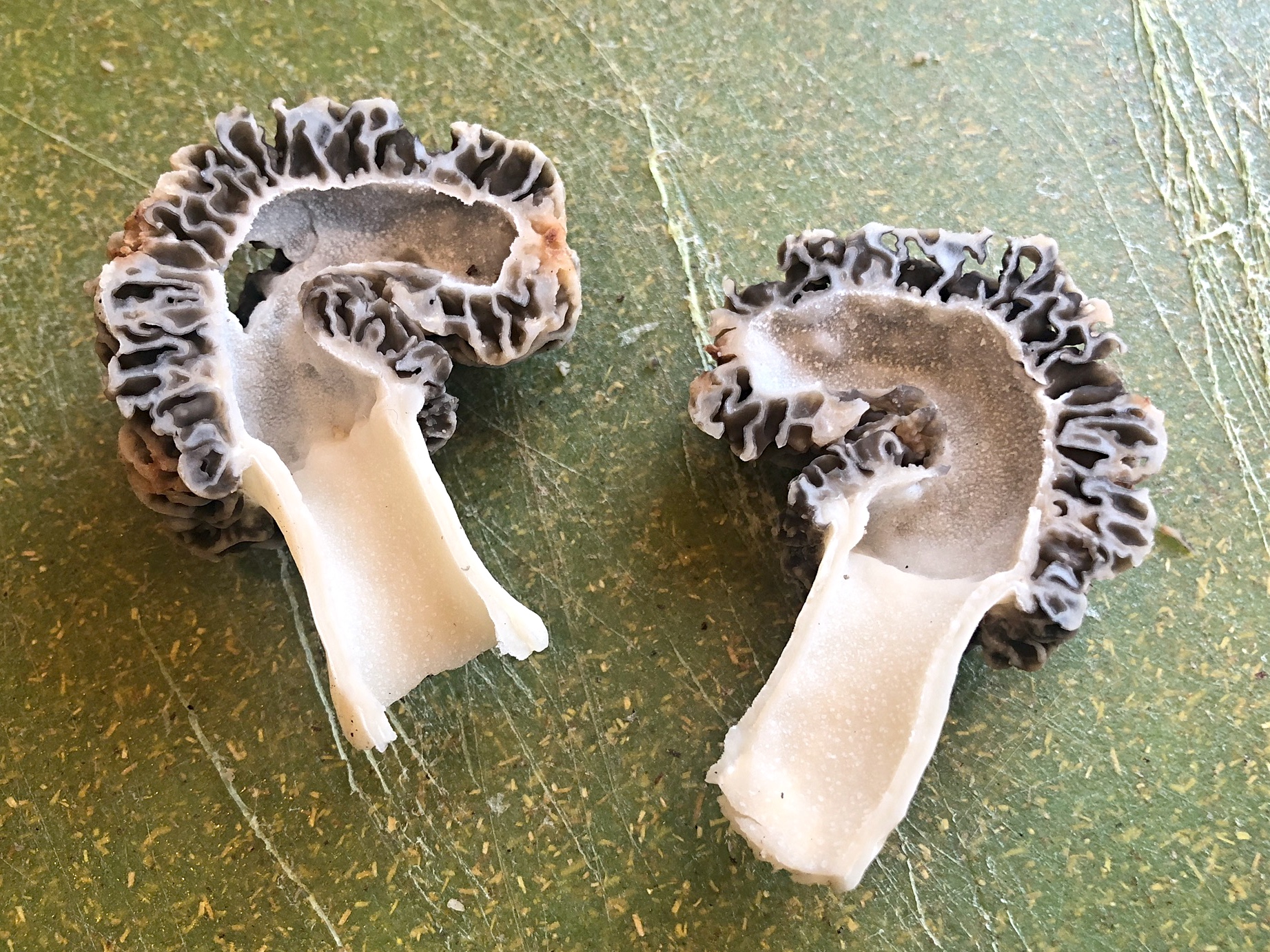 Morel Mushrooms served with Fettuccine grace grits and gardening