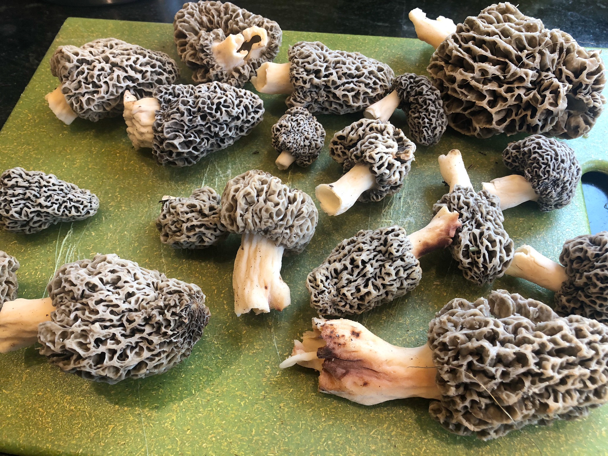 Morel Mushrooms served with Fettuccine grace grits and gardening