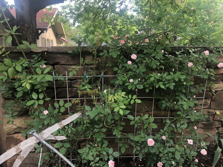 Climbing Roses: How to Train Them - grace grits and gardening