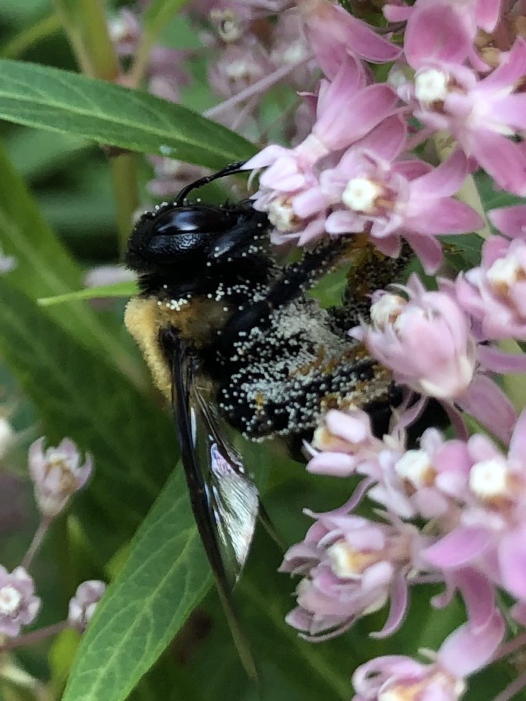 Pollination at work