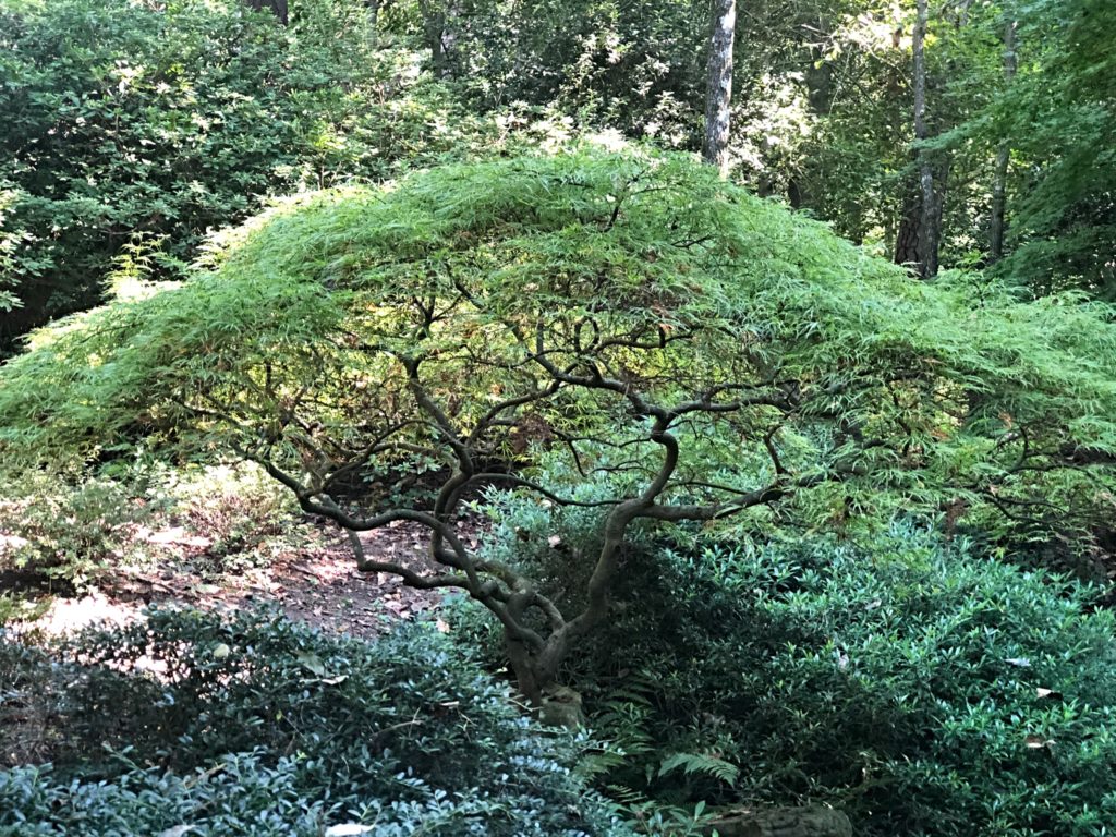 Japanese Maple - Garvan Woodland Gardens
