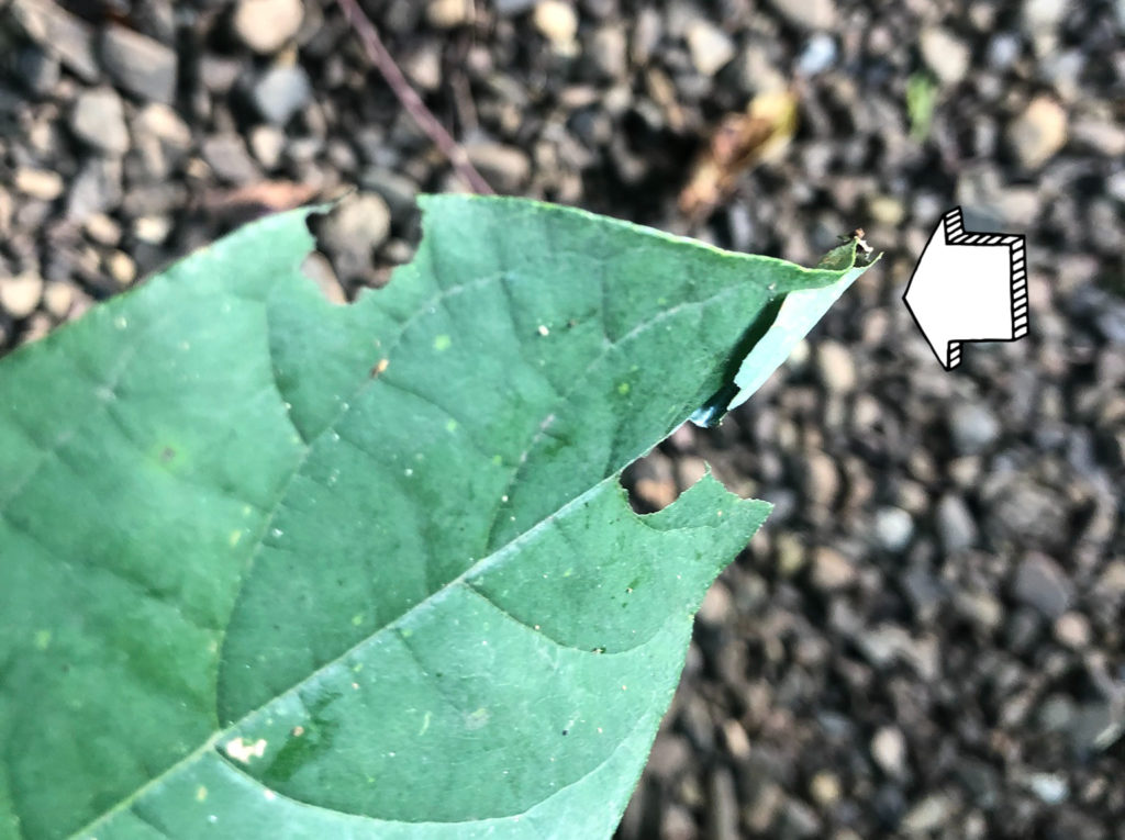 first instar / spicebush swallowtail