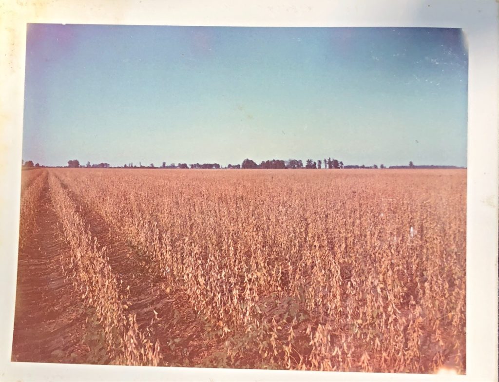 Vintage harvest - soybeans