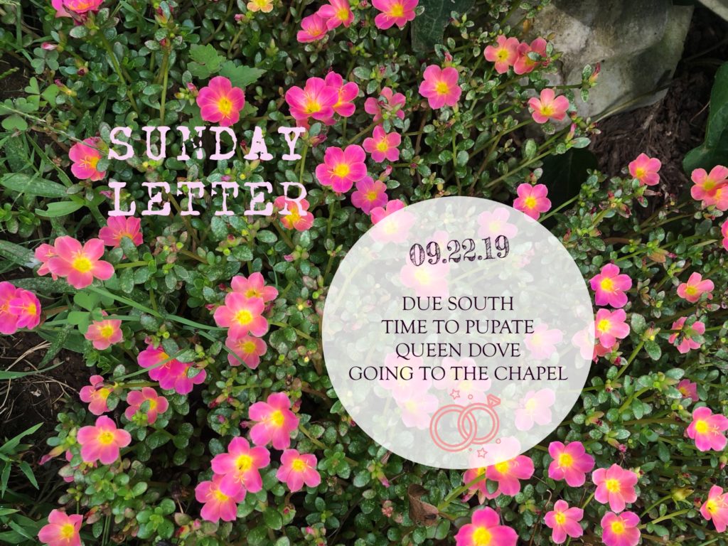 Sunday Letter: 09.22.19