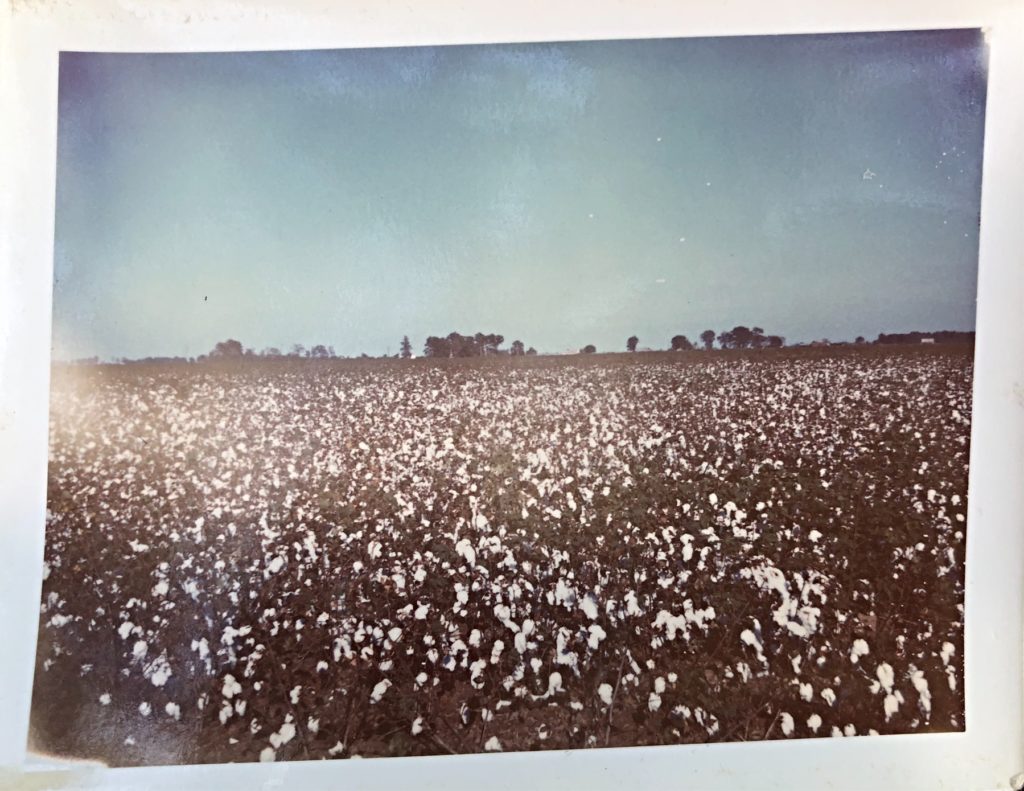 Vintage Harvest: cotton