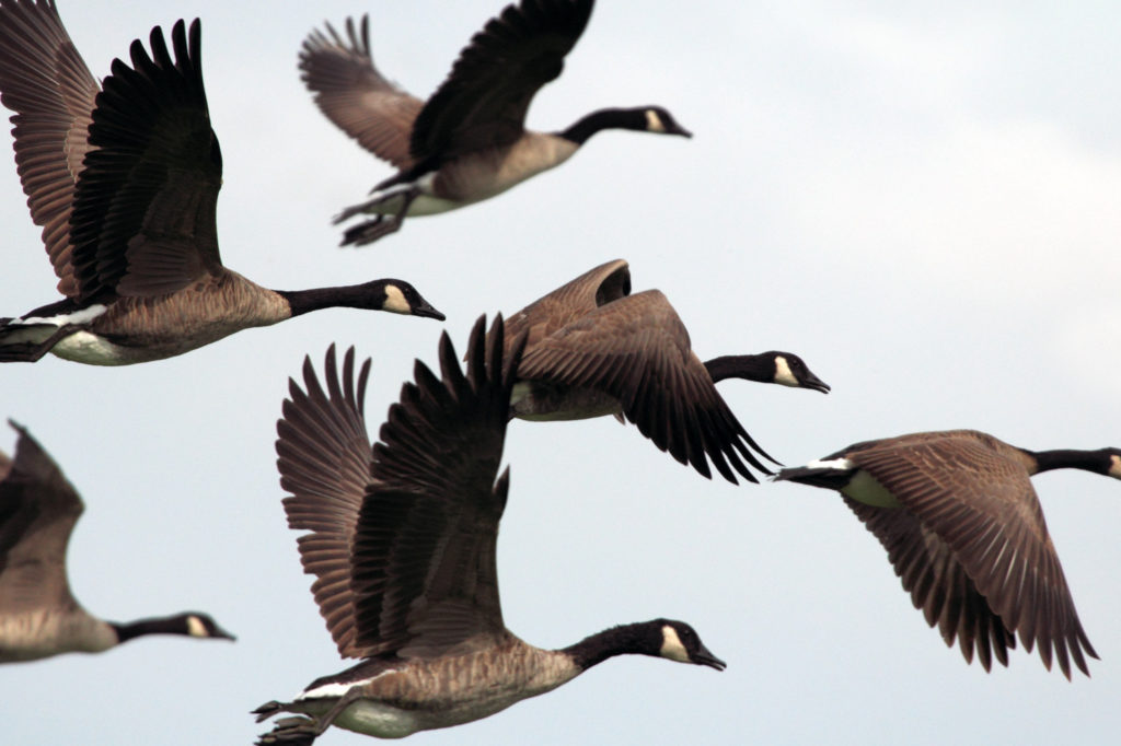 Sunday Letter: migrating geese